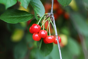 Cherry berries close-up. - 501770191