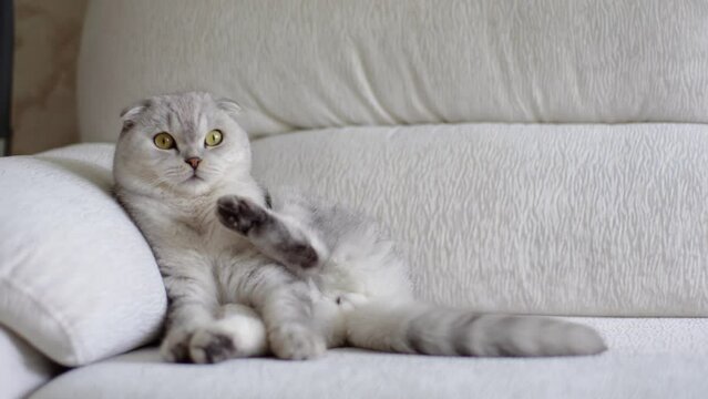 beautiful scottish fold gray cat sits on the couch, raising his hind paw up. funny cat