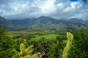 The beautiful lush jungles of Kauai, Hawaii, with green mountains rising in the distance underneath...