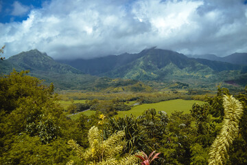 The beautiful lush jungles of Kauai, Hawaii, with green mountains rising in the distance underneath...