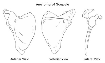 Anatomy of scapula bone with anterior posterior and lateral views triangular body shape with processes for anatomical medical physics physiotherapy science education isolated vector illustration