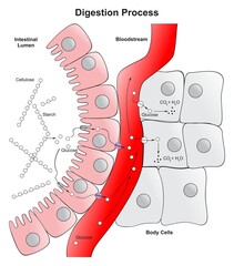 Digestion process in human body infographic diagram cellulose glucose absorption in intestinal lumen to bloodstream then to body cells vector illustration part of digestive system for medical biology  - obrazy, fototapety, plakaty