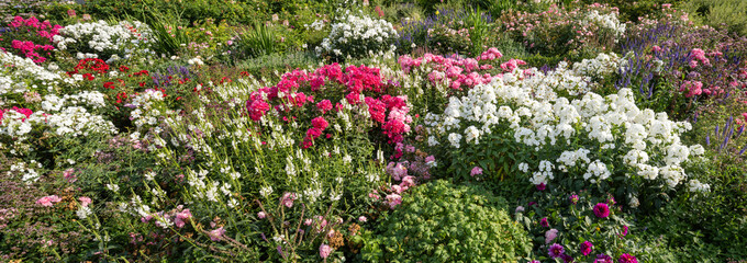Rose garden in summer