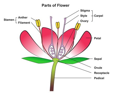 Parts of flower infographic diagram anatomy of plant cross section showing stamen carpel petal sepal receptacle and pedicel for botany biology science education isolated vector illustration