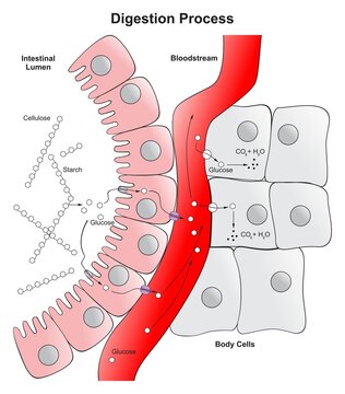 Digestion Process In Human Body Infographic Diagram Cellulose Glucose Absorption In Intestinal Lumen To Bloodstream Then To Body Cells Vector Illustration Part Of Digestive System For Medical Biology 