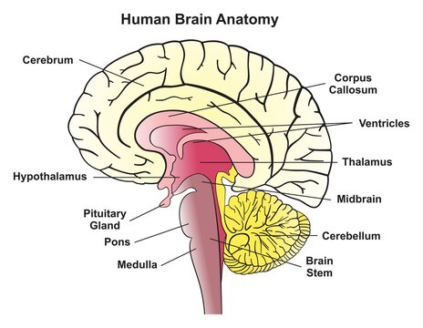 Human brain anatomy infographic diagram showing median section structure parts including cerebrum hypothalamus pituitary gland pons medulla thalamus midbrain cerebellum and stem anatomical medicine