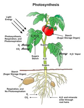 Photosynthesis process in plant infographic diagram showing leaves absorbing light energy releasing oxygen in day time while at night respiration occur releasing carbon dioxide vector illustration 