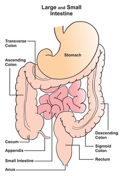 Large and small intestine infographic diagram part of human body digestive system ascending transverse and descending sigmoid colons cecum appendix rectum anus vector illustration for medical biology 