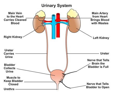 Human urinary system infographic diagram structure and parts including right left kidney ureter nerves bladder muscle urethra blood vein artery urine vector illustration drawing for anatomy biology