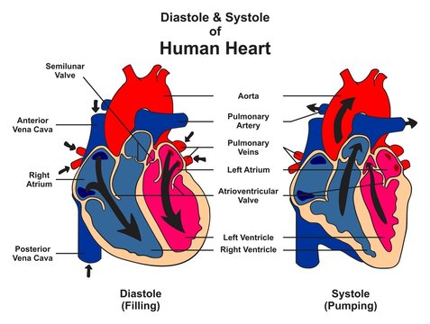 Diastole and systole of human heart anatomy infographic diagram structure and parts while filling pumping blood contraction and relax of muscle phase of cardiac cycle vector illustration  physiology