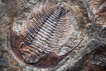 Trilobite fossil in stone detail