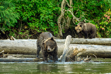 Fototapeta na wymiar A mama grizzly bear (Ursus arctos horribilis) and her baby grizzly cub at the Atnarko River in search of spawning salmon in central coast of British Columbia