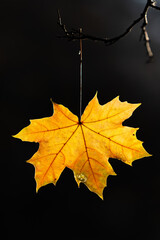 Last yellow maple leaves in branches