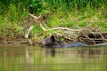 Naklejka na ściany i meble A grizzly bear (Ursus arctos horribilis) swimming in the Atnarko River in coastal British Columbia at Bella Coola