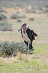 Marabou Stork, Etosha National Park, Namibia