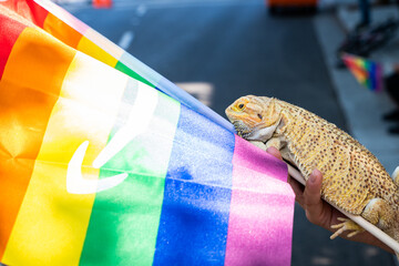 Photo of a hand holding a pet iguana on an Amazon rainbow flag at Silicon Valley Pride, in San...