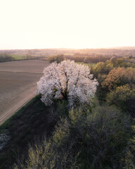 Century-old cherry tree in full bloom during spring season.