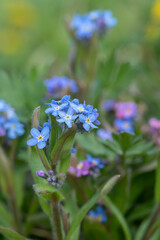Closeup of blue forget-me-not blossoms (Genus Mysotis). Copyspace.