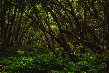Fototapeta na wymiar Deep dark tropical jungle wet with rain on the Hawaiian island of Kauai, with green palms and ferns
