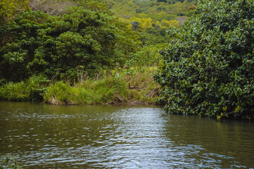 Deep dark tropical jungle wet with rain on the Hawaiian island of Kauai, with green palms and ferns