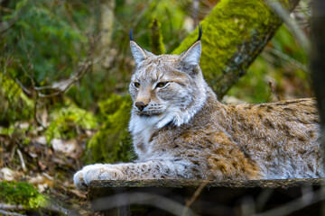 The Eurasian lynx (Lynx lynx), medium-sized wild cat