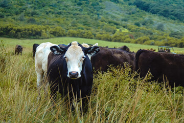 Black and white cows on a large green tropical ranch grazing peacefully on the Hawaiian island of Kauai - obrazy, fototapety, plakaty