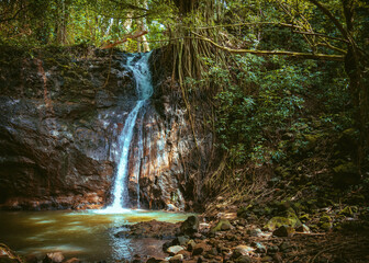 Small, gently flowing jungle waterfall deep in the forest on the Kipu Ranch on the Hawaiian island...