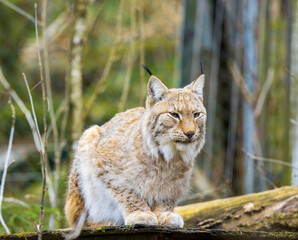 Naklejka na ściany i meble The Eurasian lynx (Lynx lynx), medium-sized wild cat