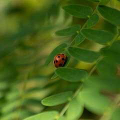 ladybug on green leaf