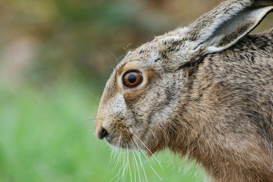 Close up of brown european hare (Lepus europaeus) hiding in vegetation and relying on camouflage - Concept of mimicry and wildlife conservation