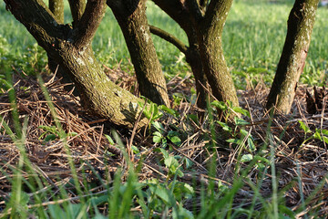 Coniferous litter as a fertilizer near the trunks of a rhododendron bush