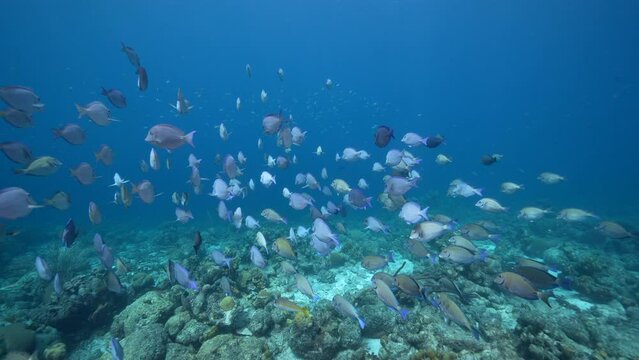 4K 120 fps Super Slow Motion: Seascape with School of Fish, Surgeonfish, coral, and sponge in the coral reef of the Caribbean Sea, Curacao