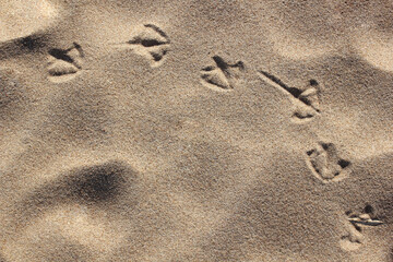 Fototapeta na wymiar prints of bird paws on the sand close-up