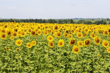 A field with yellow sunflowers. - 501774322