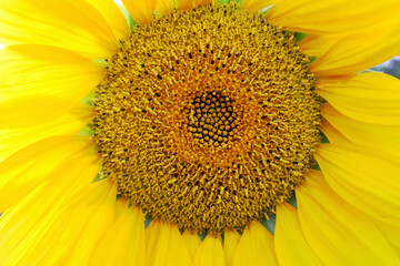 Big bright sunflower close - up . - 501774323