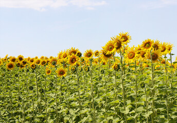 Sunflower ripens in a large field. - 501774343