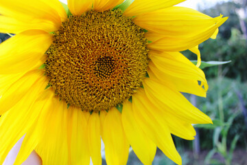 Sunflower. Big bright sunflower close - up . - 501774347