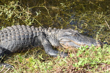 Fototapeta premium alligator in the everglades