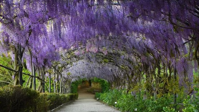 Beautiful blooming purple wisteria sways in the wind. Blooming wisteria tunnel in a garden near Michelangelo Square in Florence, Italy.