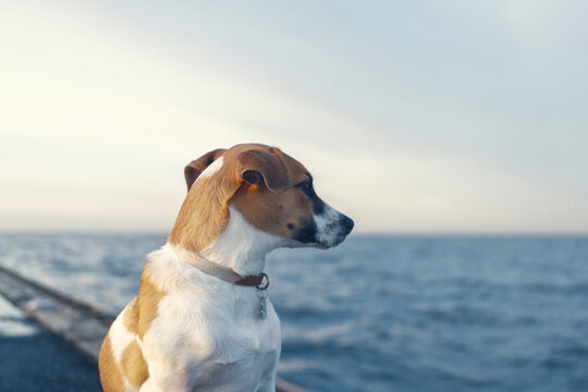 Young beautiful dog look out over the ocean. Moody blue image of the sea and dog.