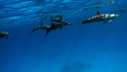 Dolphins. Spinner dolphin. Stenella longirostris is a small dolphin that lives in tropical coastal...