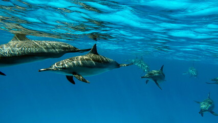 Dolphins. Spinner dolphin. Stenella longirostris is a small dolphin that lives in tropical coastal waters around the world. 