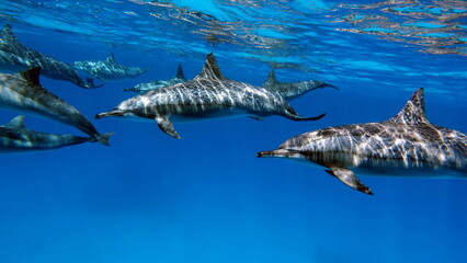 Naklejka premium Dolphins. Spinner dolphin. Stenella longirostris is a small dolphin that lives in tropical coastal waters around the world. 