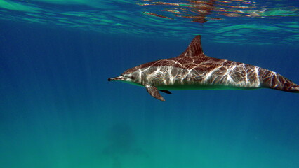 Obraz premium Dolphins. Spinner dolphin. Stenella longirostris is a small dolphin that lives in tropical coastal waters around the world. 