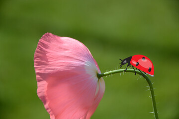Marienkäfer aufMohnblüte