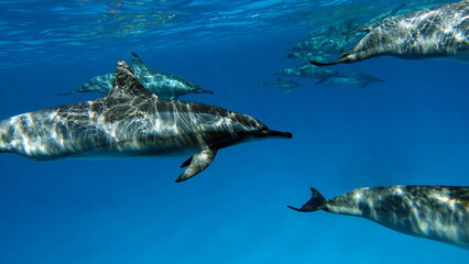 Fototapeta premium Dolphins. Spinner dolphin. Stenella longirostris is a small dolphin that lives in tropical coastal waters around the world. 