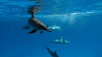 Dolphins. Spinner dolphin. Stenella longirostris is a small dolphin that lives in tropical coastal waters around the world. 