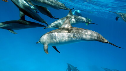 Dolphins. Spinner dolphin. Stenella longirostris is a small dolphin that lives in tropical coastal waters around the world. 

