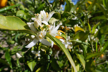 Obraz na płótnie Canvas Die kleinen weißen Blüten des Orangenbaums erscheinen im Frühjahr und duften angenehm nach Orange. Es kommt vor, dass Orangenbäume gleichzeitig Blüten und Früchte tragen.