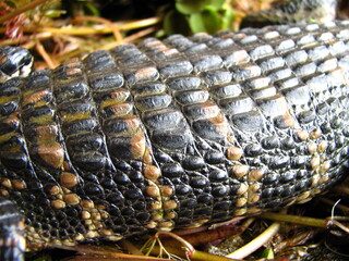 Black caiman